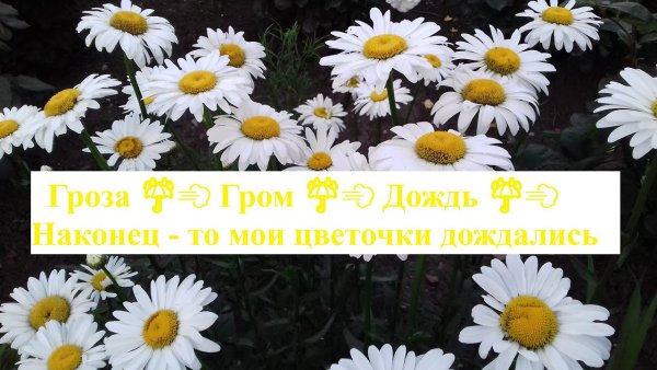 Наконец то дождались