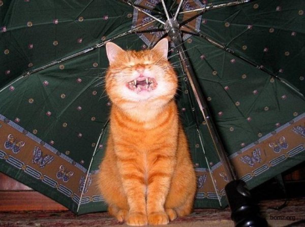 Рыжий бесстыжий кот
