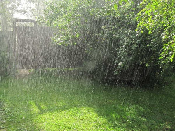Дождь на даче