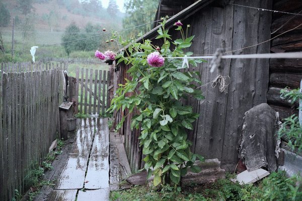 Дождь на даче