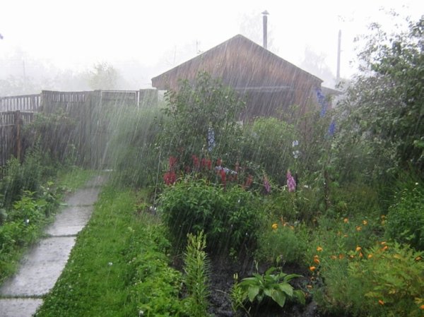 Дождик на даче