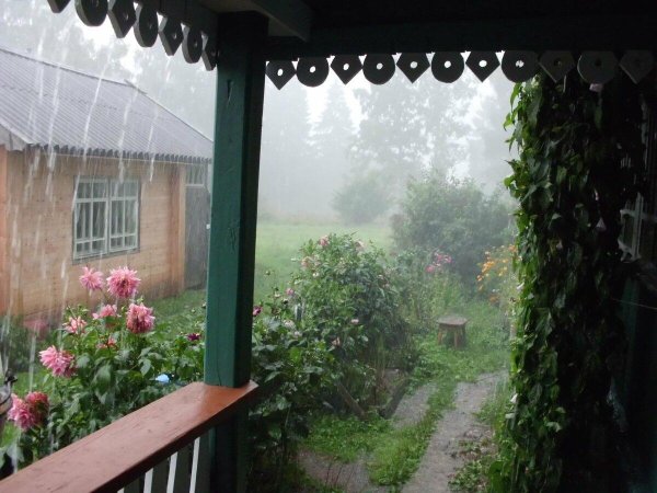 Дождь на даче