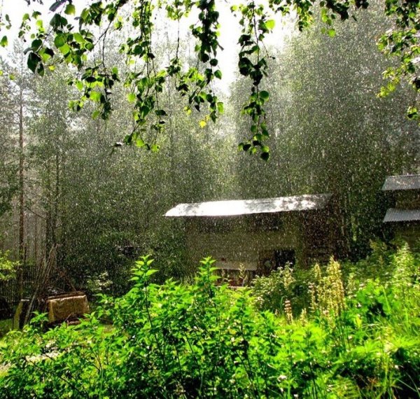 Дождь на даче