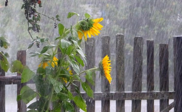 Дождь в саду