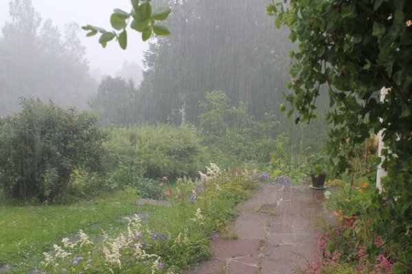 Летний дождь в саду