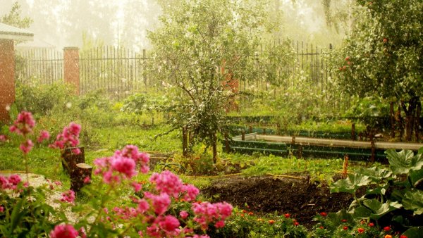 Сад под дождем