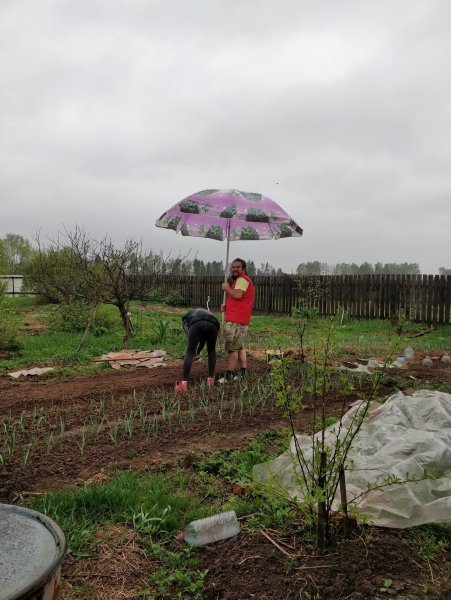 Дождь в огороде