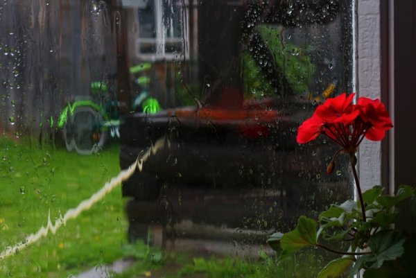 Цветы на улице под дождем