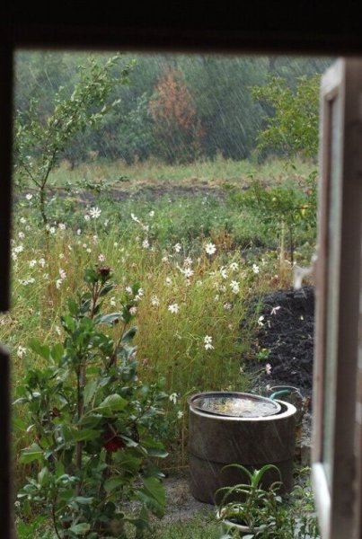 Вид из окна дачи летом
