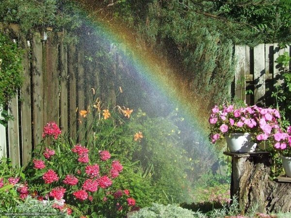 Цветы в саду после дождя