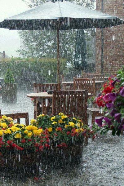 Дождливое лето в саду