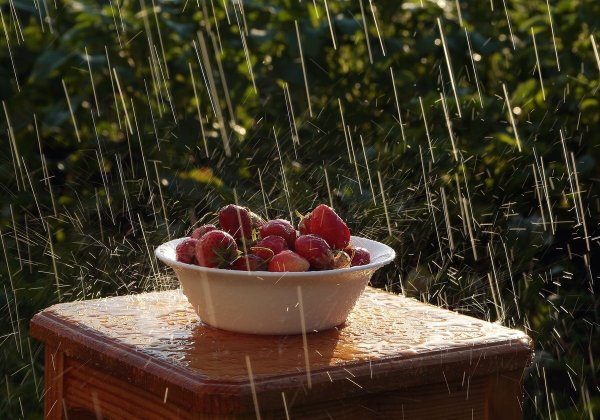 Дождливое летнее утро