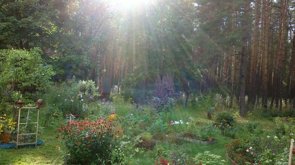 Дождик на даче