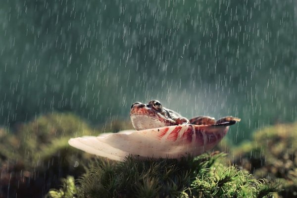 Лягушка под дождиком