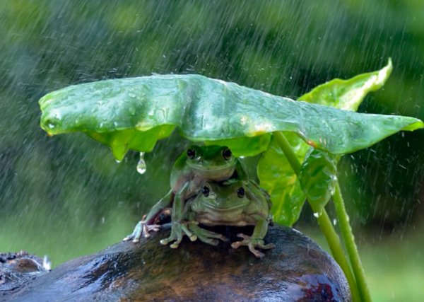 Дождь с лягушками