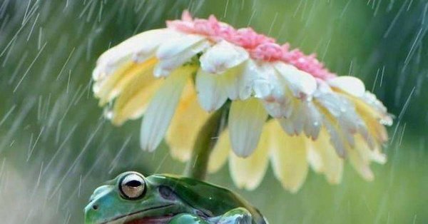 Лягушонок под дождем