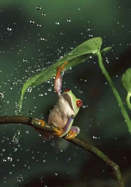 Лягушонок под дождем