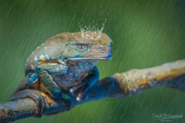 Лягушка под дождем