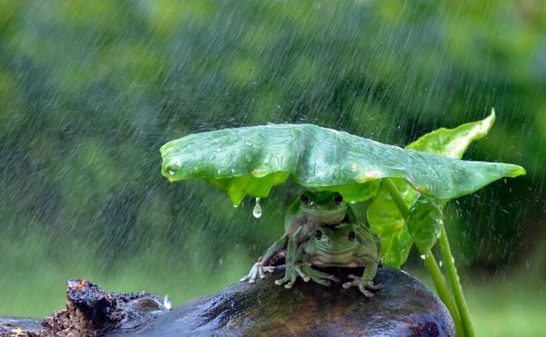 Лягушка под дождем