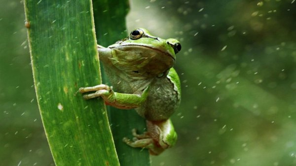 Лягушонок под дождем
