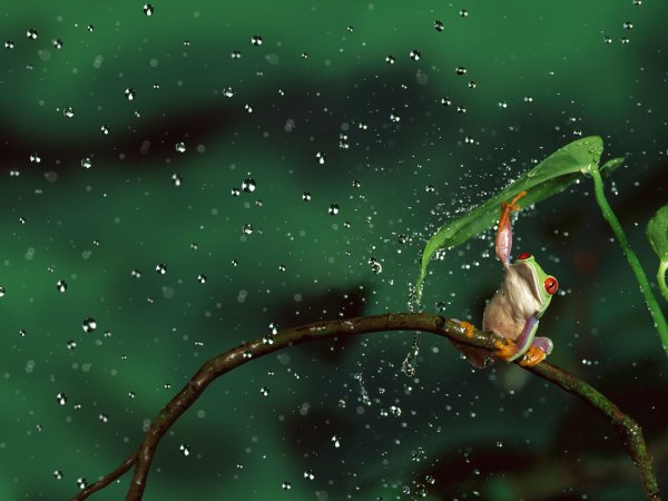 Лягушонок под дождем