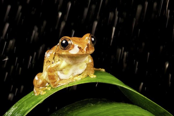 Мокрая лягушка