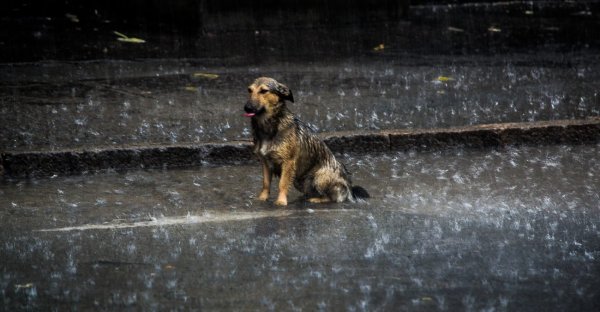 Пес под дождем