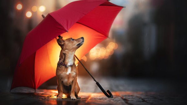 Собака под зонтом
