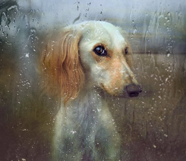 Грустные животные под дождем