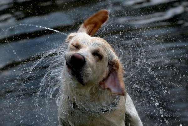 Собака под дождем