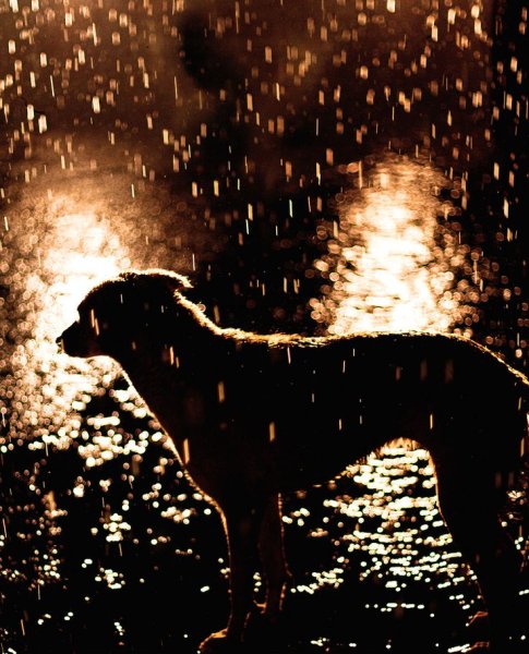 Пес под дождем