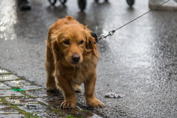 Бездомные животные под дождем