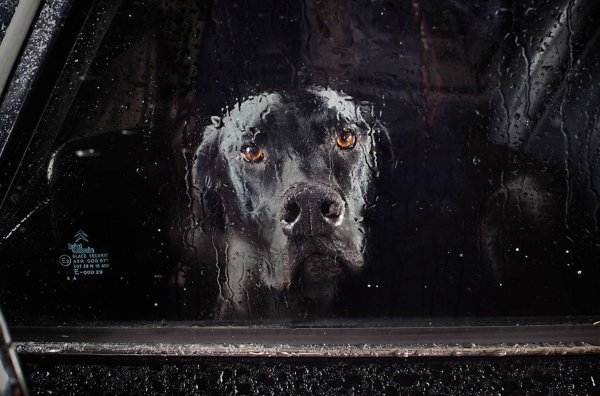 Грустная собака в машине