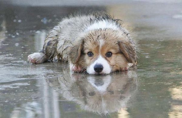 Собака под дождем