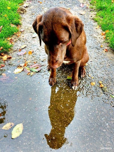 Собака в луже