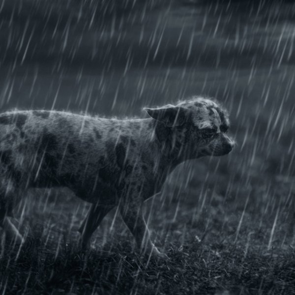 Пес под дождем