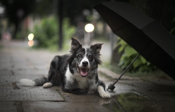 Собака дождь