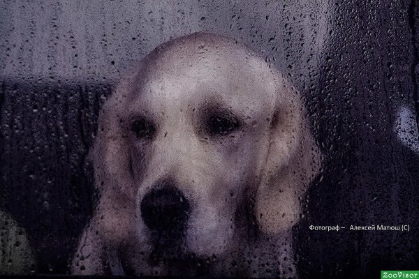 Собака за стеклом