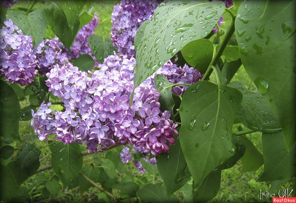 Сирень под дождем