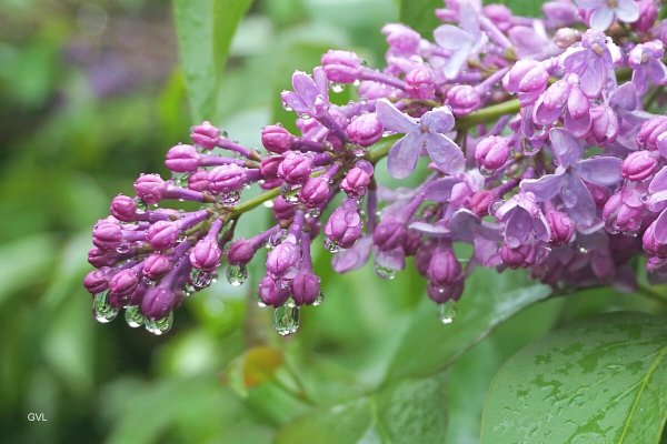 Сирень гроза