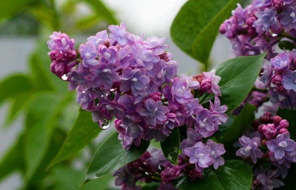 Сирень после дождя