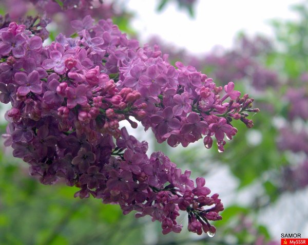 Сирень после дождя