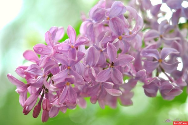 Сирень Пермь