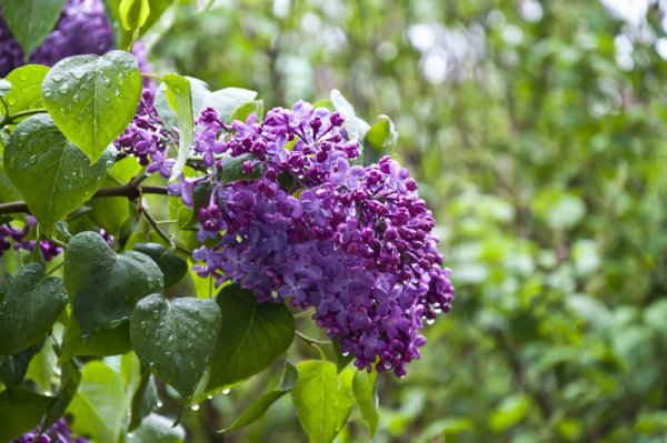 Дождь летний сирень