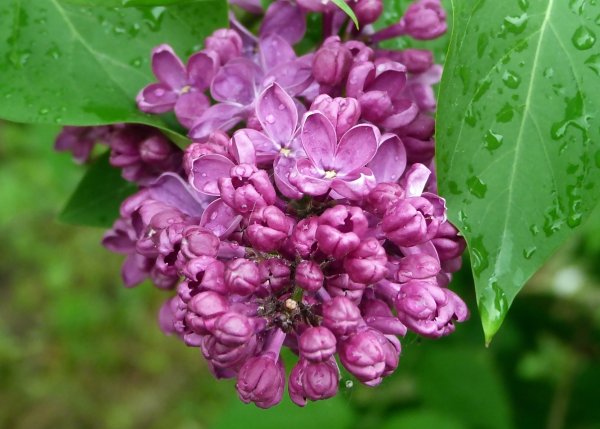 Сирень гроза