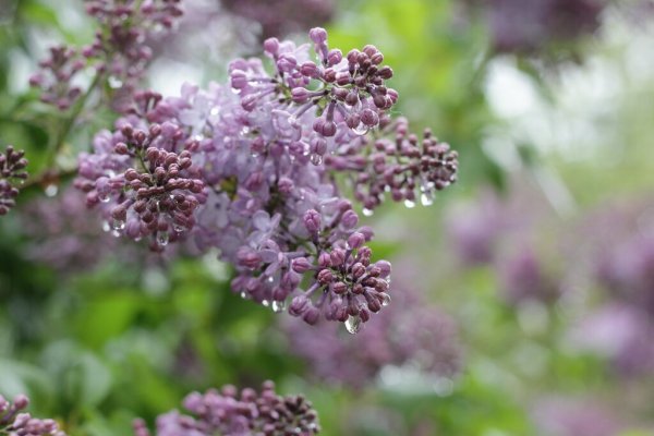 Сирень гроза