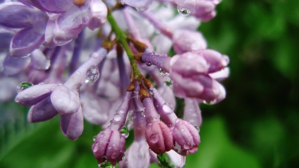 Сирень в каплях дождя