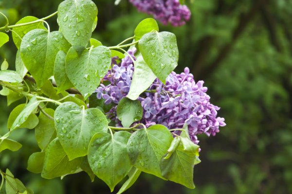 Сирень после