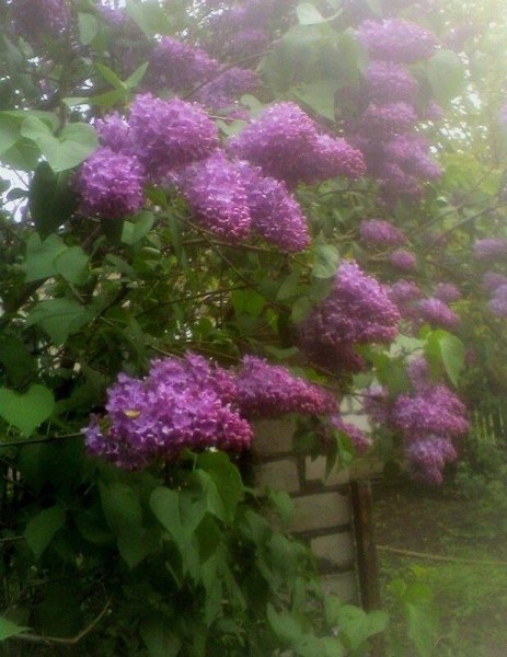 Сирень гроза