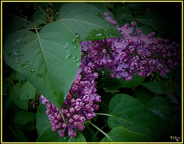 Сирень перед дождем